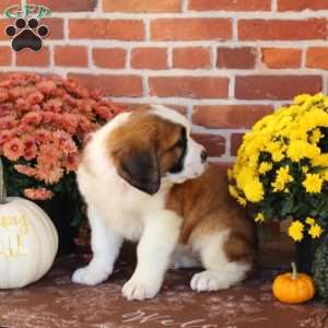 Jem, Saint Bernard Puppy